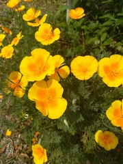 Eschscholzia californica