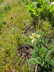 Astragalus hoodianus