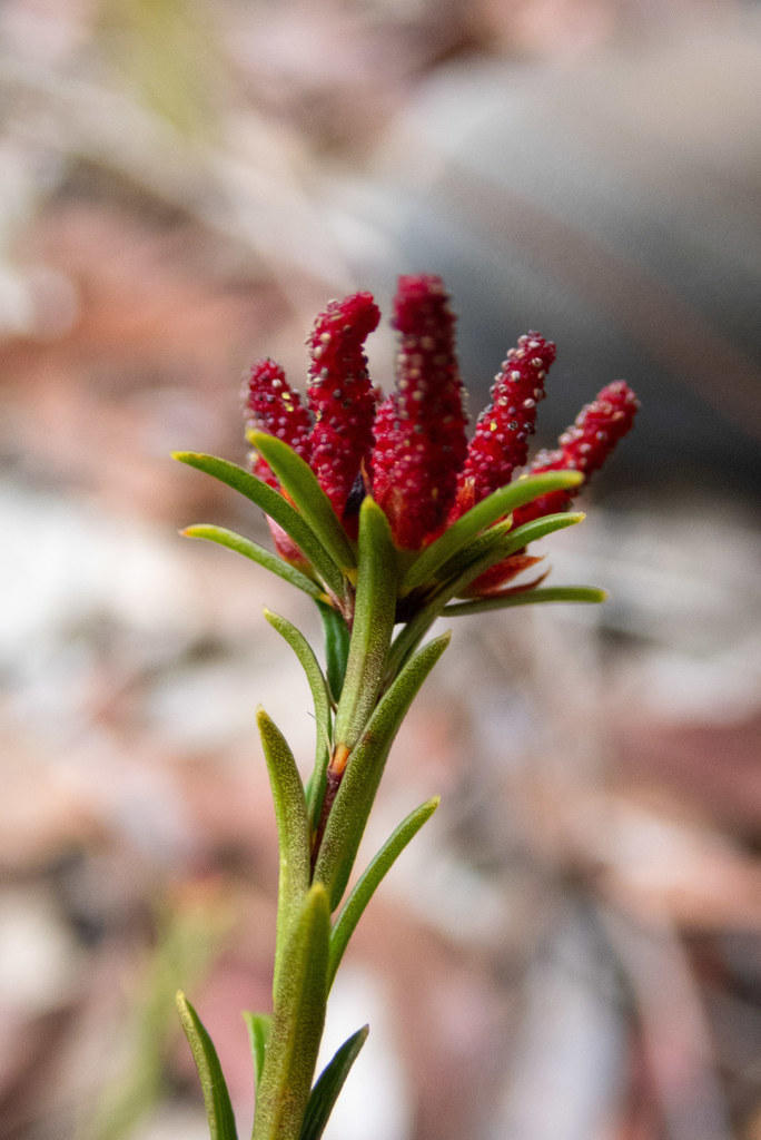 Stachystemon vermicularis