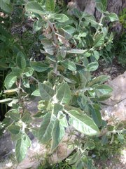 Withania somnifera