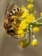Halictus fulvipes