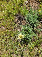 Astragalus hoodianus