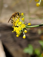 Halictus fulvipes