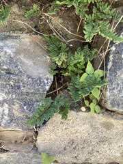 Oeosporangium