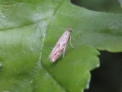 Bucculatrix bechsteinella