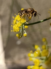 Halictus fulvipes