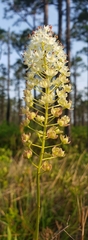 Stenanthium densum