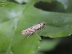 Bucculatrix bechsteinella