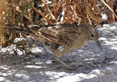 Pseudoseisura gutturalis