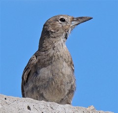 Pseudoseisura gutturalis