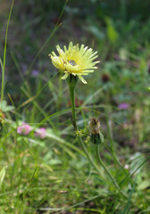 Oxythyrea funesta