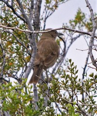 Pseudoseisura gutturalis
