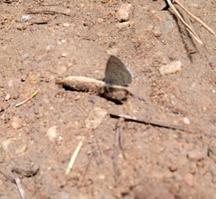 Celastrina echo sidara