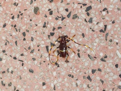 Trachyderes succinctus