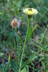 Urospermum dalechampii