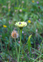 Urospermum dalechampii