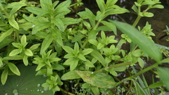 Limnophila chinensis