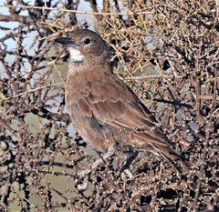 Pseudoseisura gutturalis