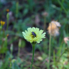 Urospermum dalechampii
