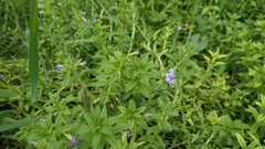 Limnophila chinensis