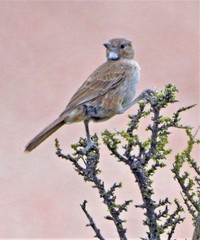 Pseudoseisura gutturalis