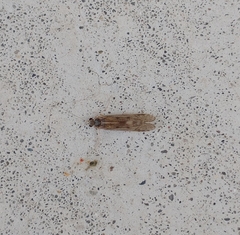 Hydropsyche