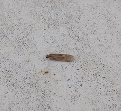 Hydropsyche