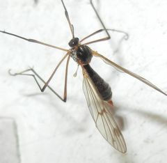 Ptychoptera albimana
