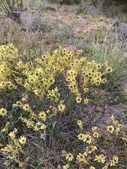 Leucadendron stelligerum