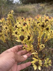 Leucadendron stelligerum