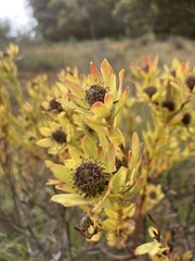 Leucadendron stelligerum