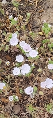 Malva hispanica