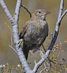 Pseudoseisura gutturalis