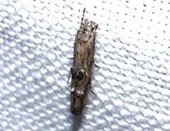 Mompha solomoni