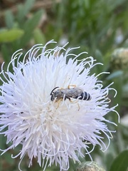 Halictus fulvipes