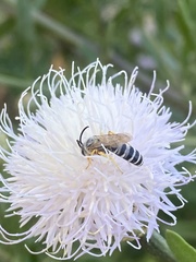 Halictus fulvipes