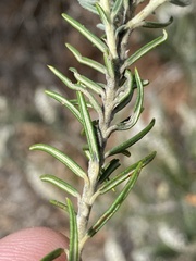 Phylica villosa
