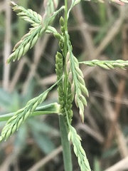Eriochloa