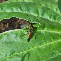 Ichneumon stramentor