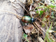 Calosoma sycophanta