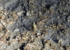 Diplacodes trivialis
