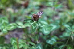 Trifolium pratense