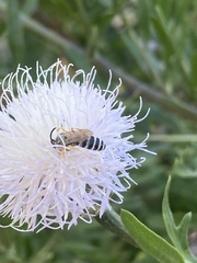 Halictus fulvipes