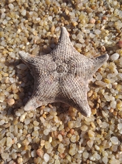 Asterina stellifera