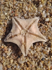 Asterina stellifera