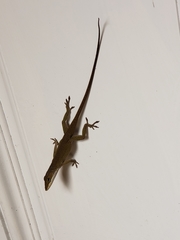 Anolis carolinensis