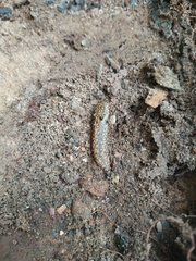 Geomalacus maculosus