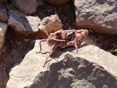 Pezotmethis tartarus montanus