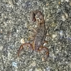 Hottentotta hottentotta