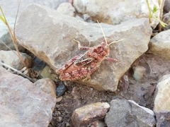 Pezotmethis tartarus montanus